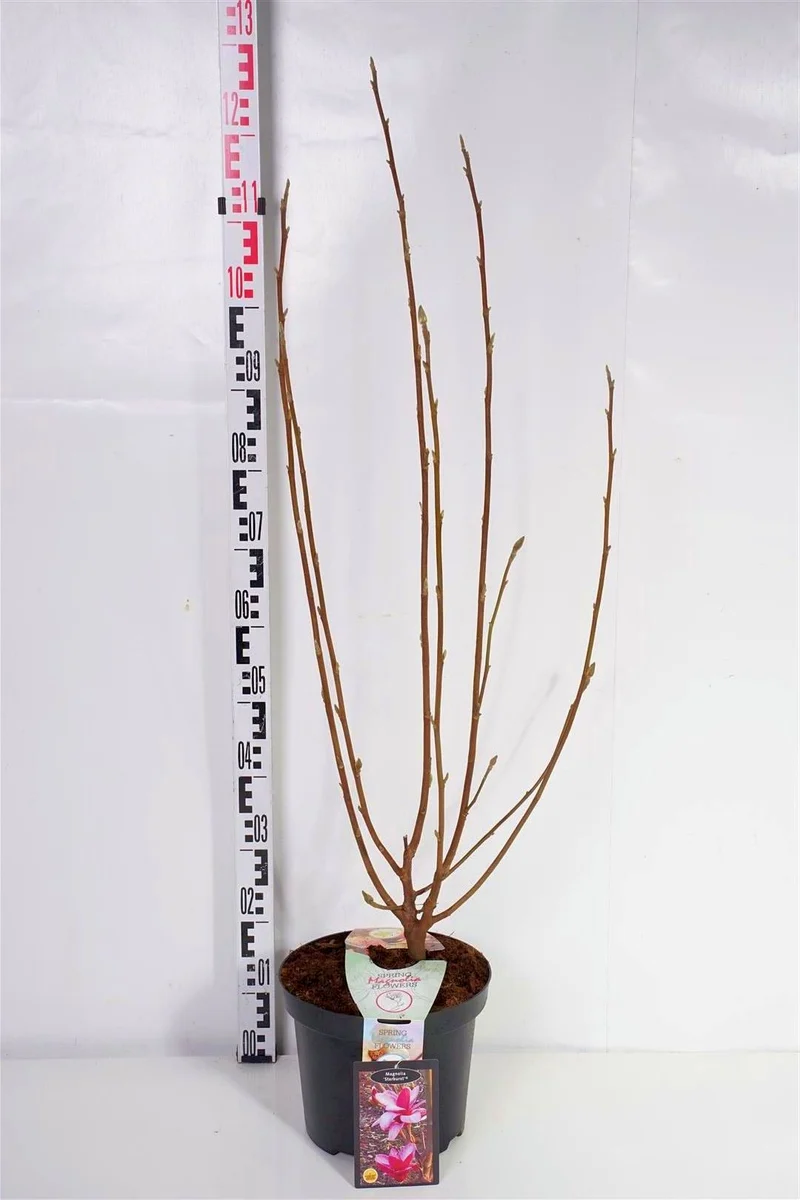Magnolia 'Starburst'® C7,5 (7,5 liters kruka) 100+ cm