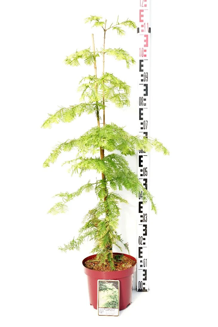 Metasequoia glypt. 'Goldrush' C5 (5 liters kruka) 40-60 cm