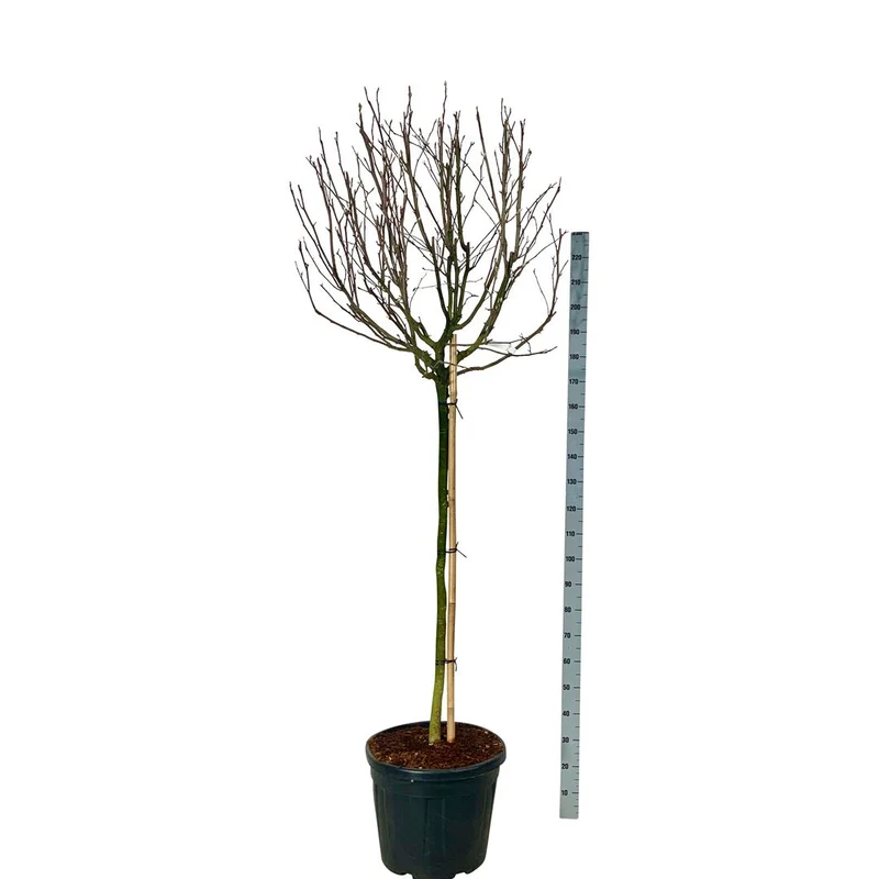 Magnolia stel. 'Rosea' C10 (10 liters kruka) 150-175 cm