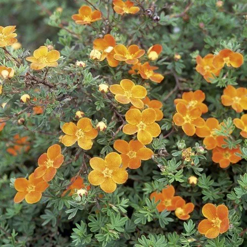 Trädgårdstok 'Hopleys Orange' co 1-pack