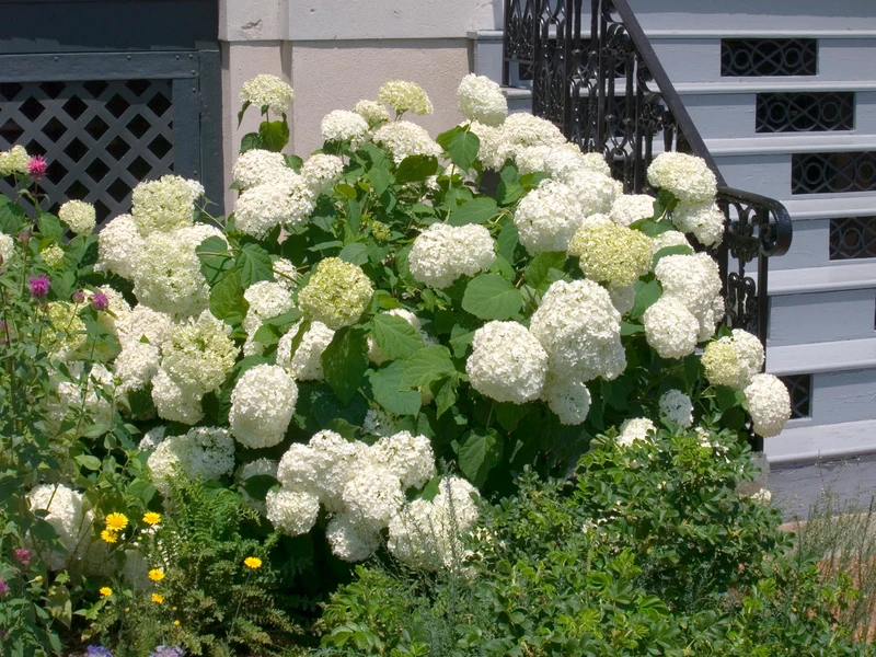 Vidjehortensia 'Annabelle' co 10-pack