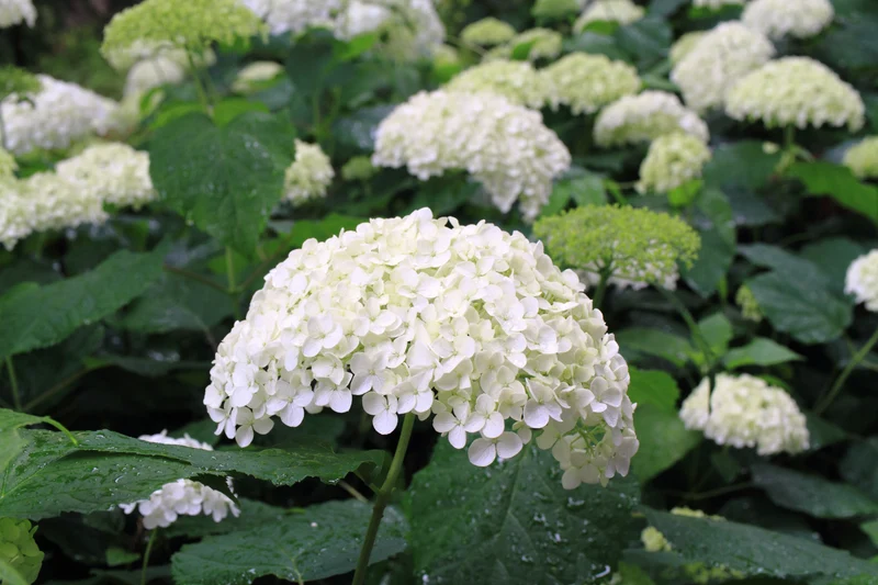 Vidjehortensia 'Annabelle' co 1-pack