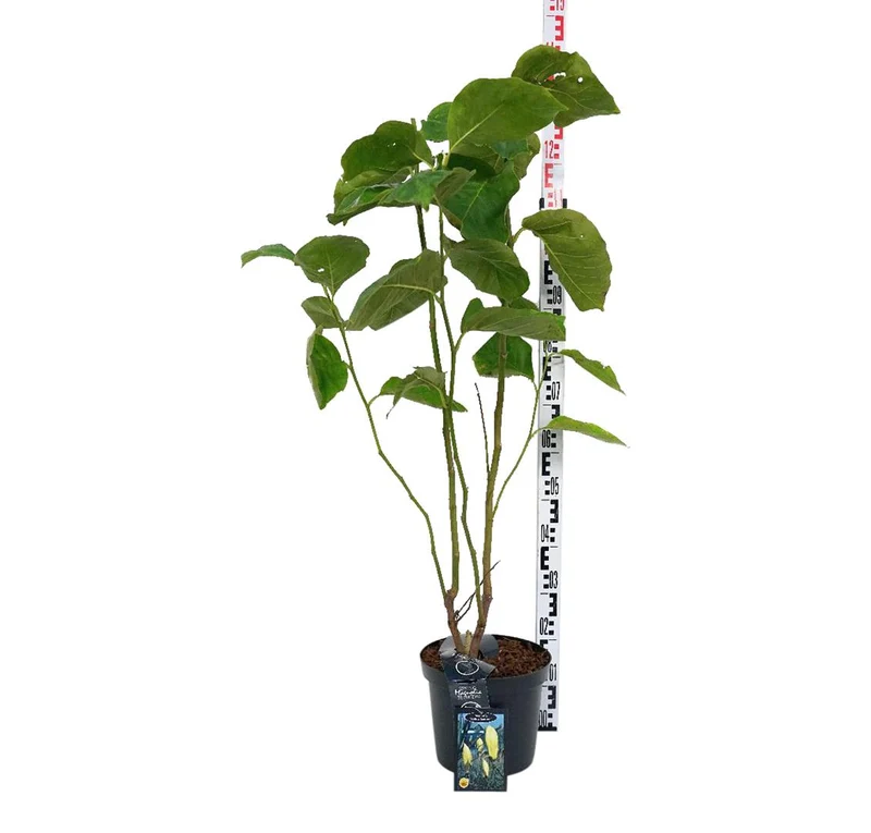 Magnolia 'Yellow Lantern' C7,5 (7,5 liters kruka) 100+ cm