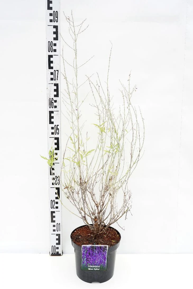Perovskia 'Blue Spire' C2 (2 liters kruka)