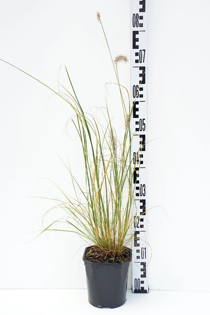Pennisetum al. 'Hameln' C2 (2 liters kruka) 30-40 cm