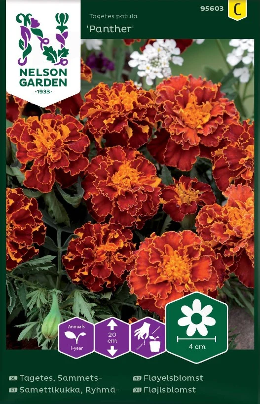 Sammetstagetes 'Panther'