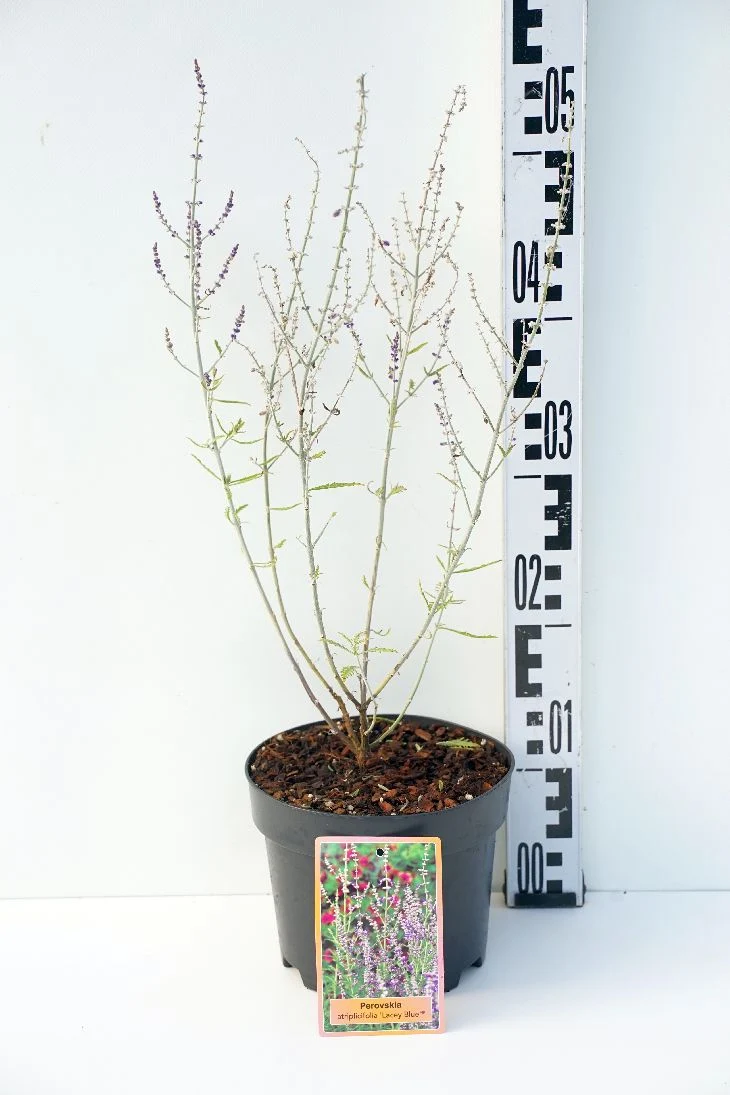 Perovskia 'Lacey Blue' C4 (4 liters kruka) 40-60 cm