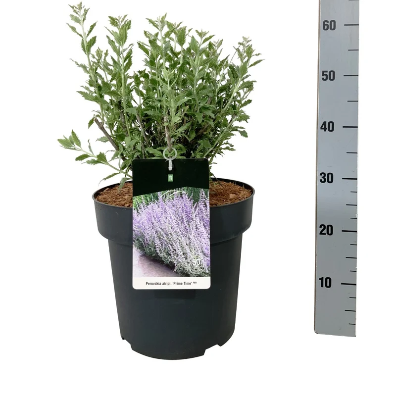 Perovskia atriplicifolia 'Prime Time' C2 (2 liters kruka) 40+ cm