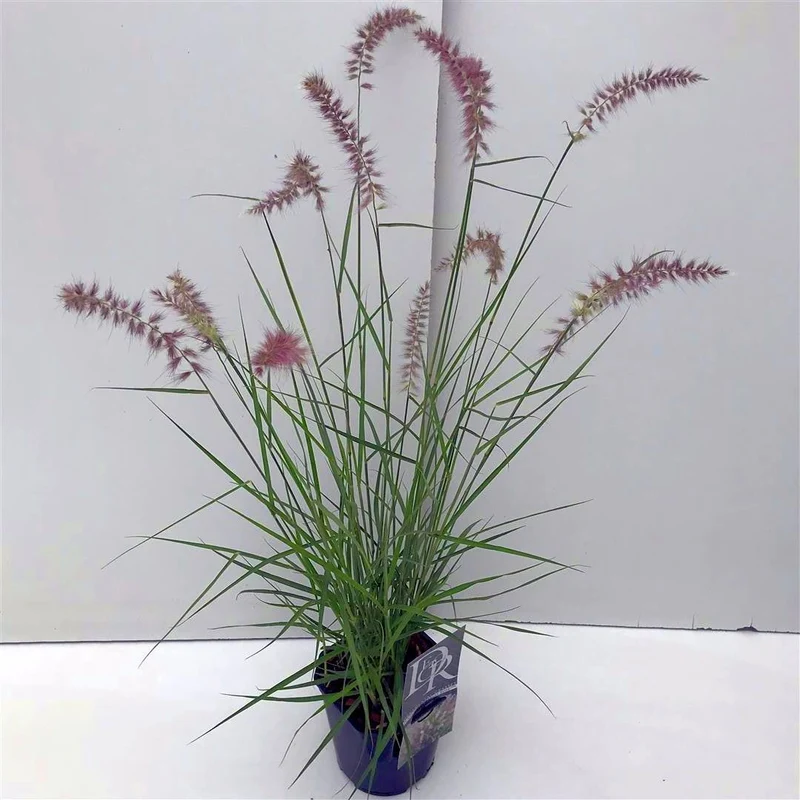 Pennisetum 'Karley Rose' C2 (2 liters kruka) / 17 cm kruka