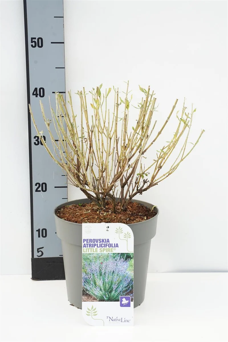 Perovskia atripl. 'Little Spire' C3 (3 liters kruka) 30-40 cm