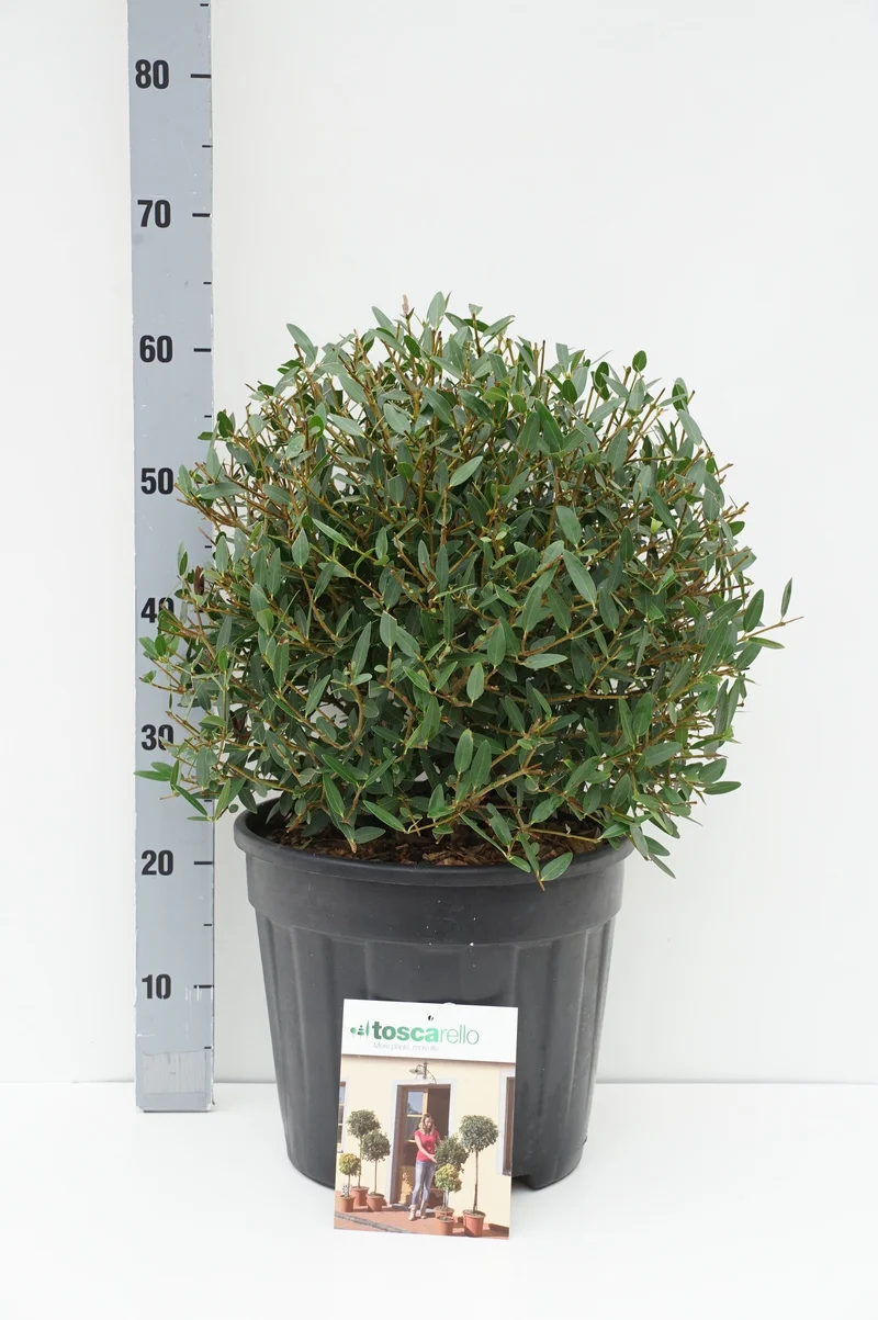 Phillyrea angustifolia - Formklippt klot 70 cm - C45 (45 liters kruka)