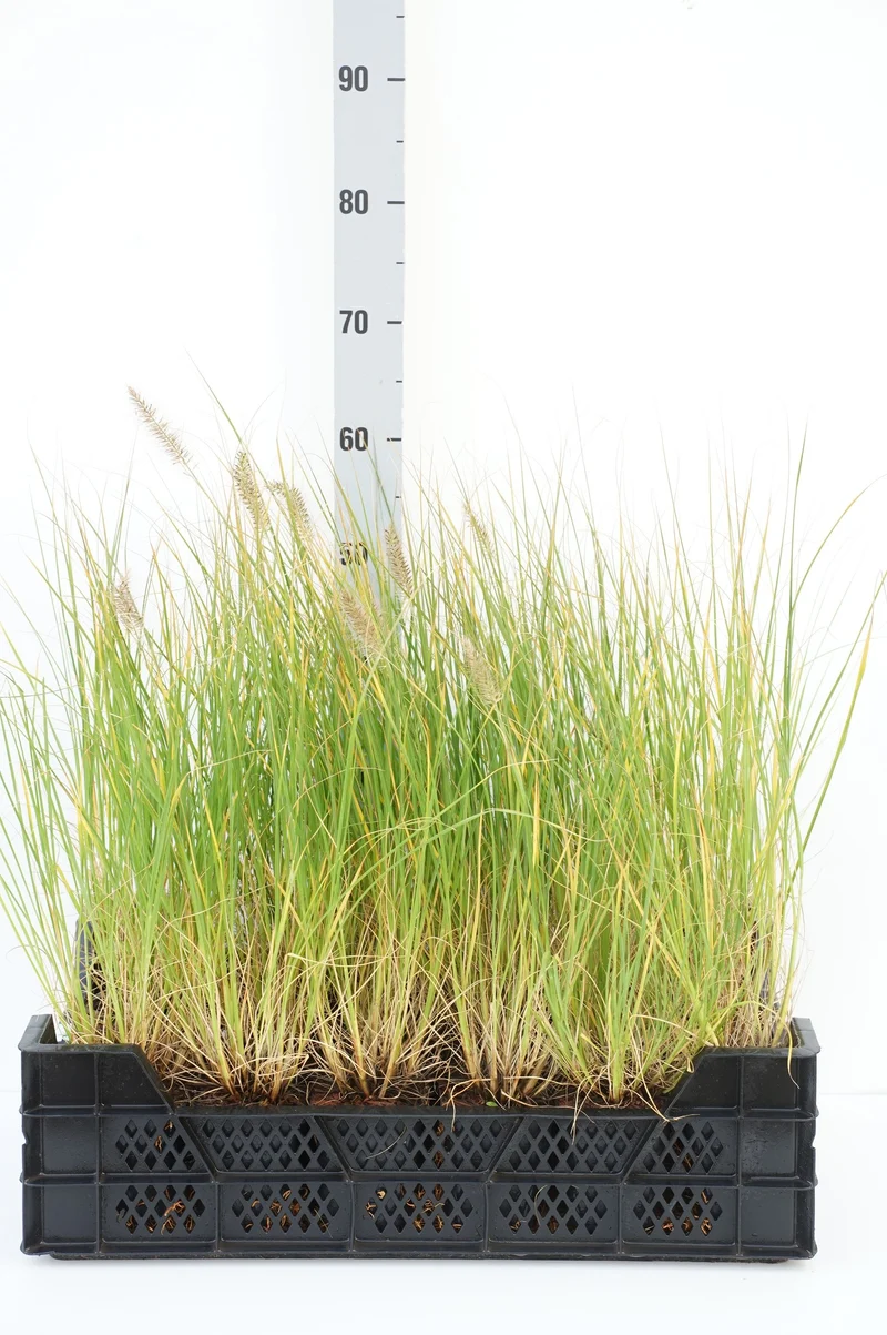 Pennisetum al. 'Little Bunny' C1,5 (1,5 liters kruka) 15-20 cm