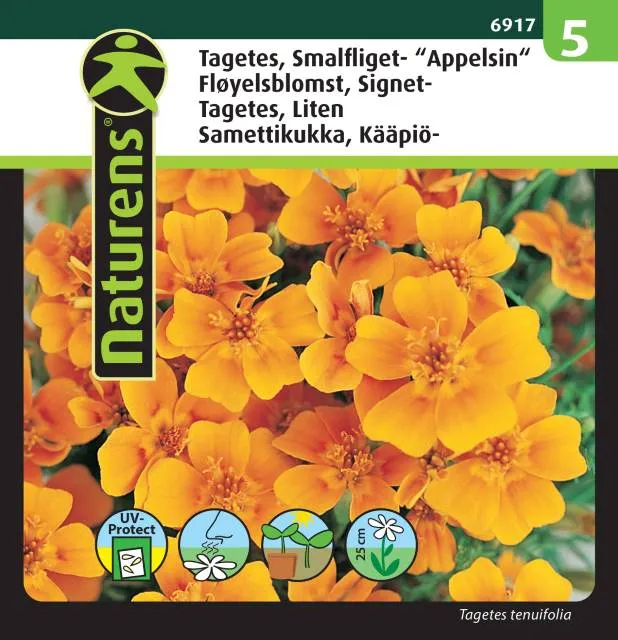 Tagetes Liten 'Apelsintagetes'