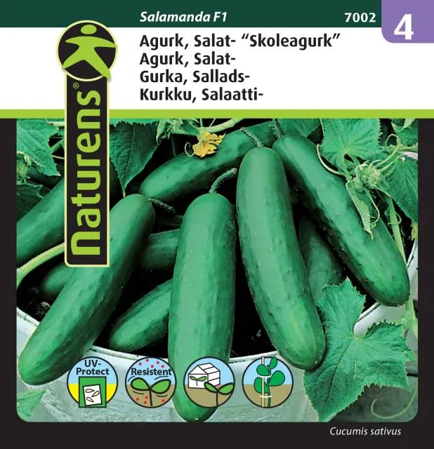 Salladsgurka 'Salamanda' F1