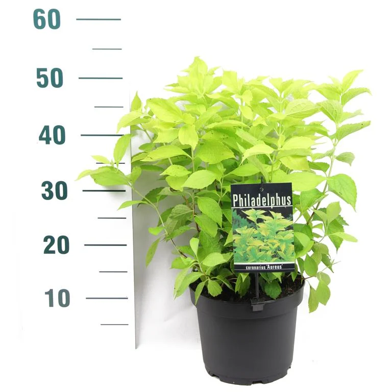 Philadelphus cor. 'Aureus' C2 (2 liters kruka) 25-30 cm