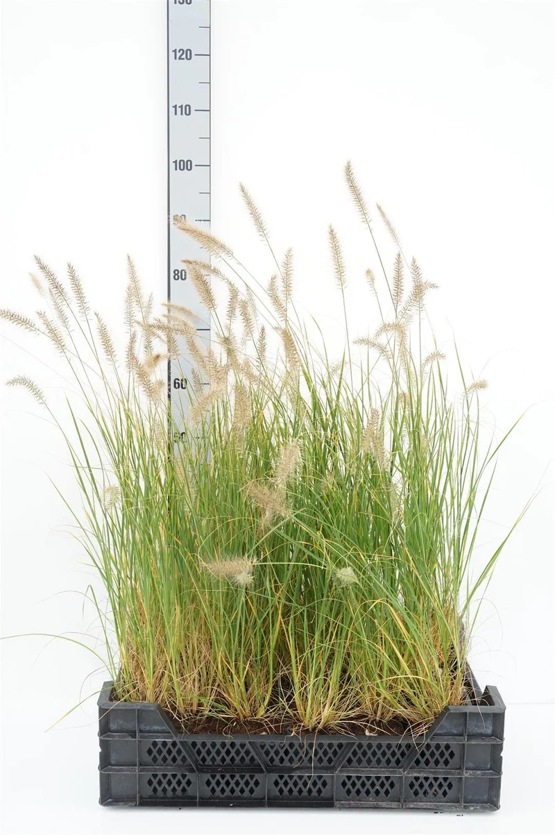 Pennisetum al. 'Hameln' 9 cm kruka