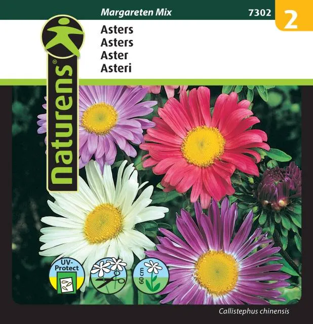 Aster 'Margareten' Mix