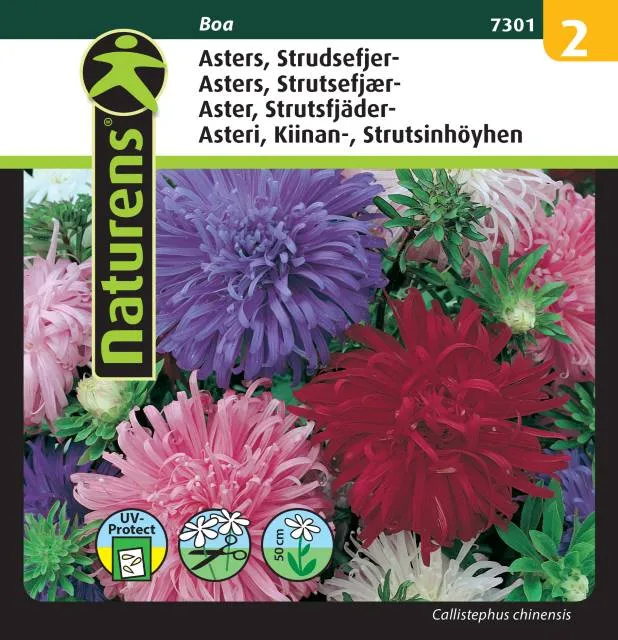 Strutsfjäderaster Mix 'Boa'