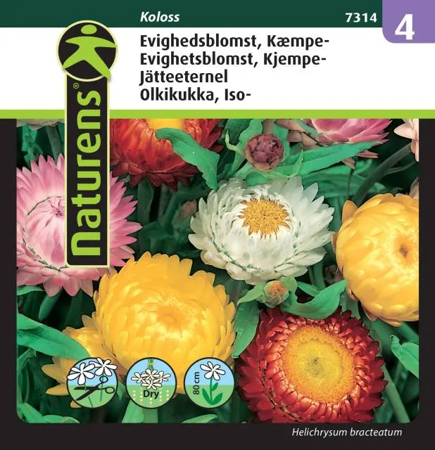 Jätteeternell Mix 'Koloss'