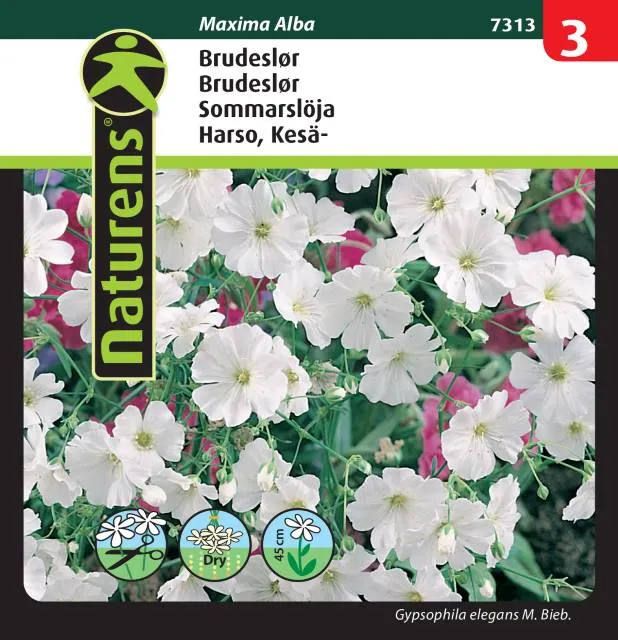 Sommarslöja 'Maxima Alba'