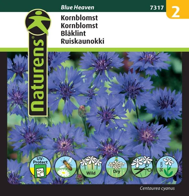 Blåklint 'Blue Heaven'