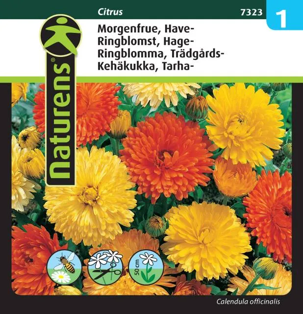 Ringblomma Mix 'Citrus'