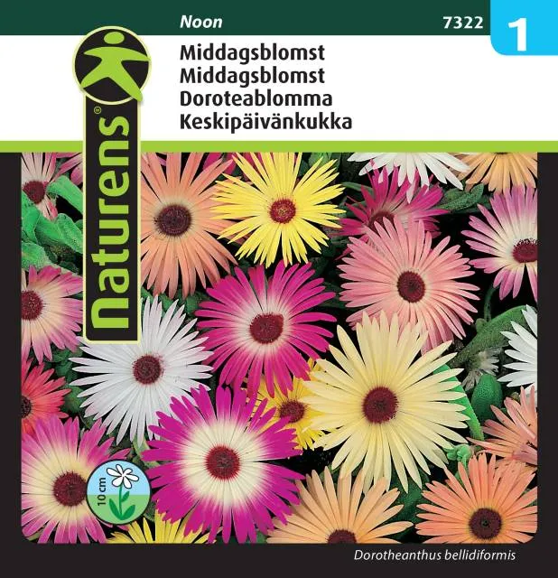 Doroteablomma Mix 'Noon'
