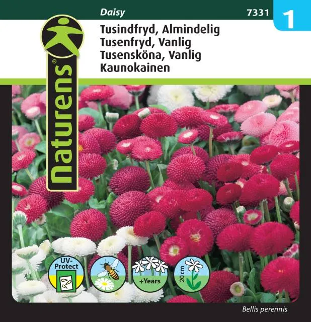 Tusensköna Mix 'Daisy'