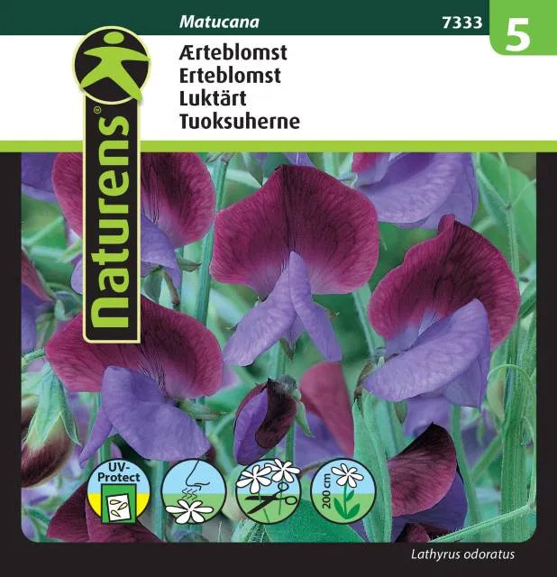 Luktärt 'Matucana'