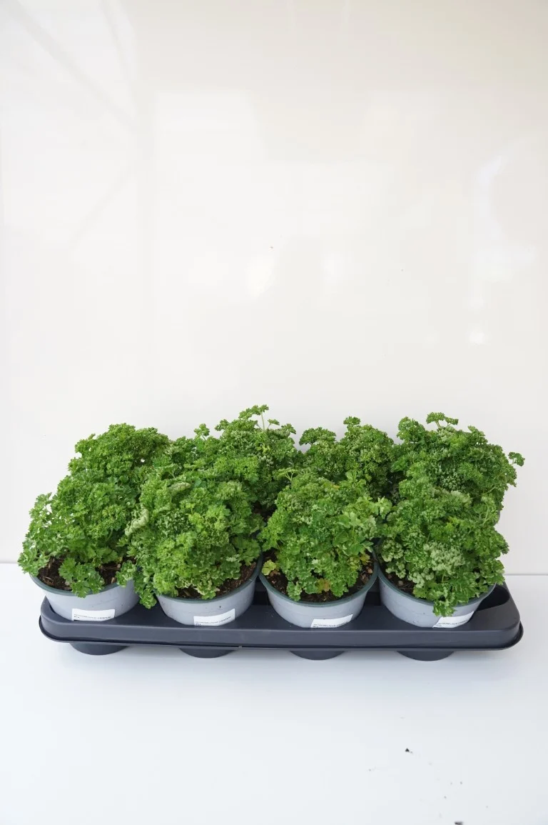Petroselinum crispum C1,5 (1,5 liters kruka)