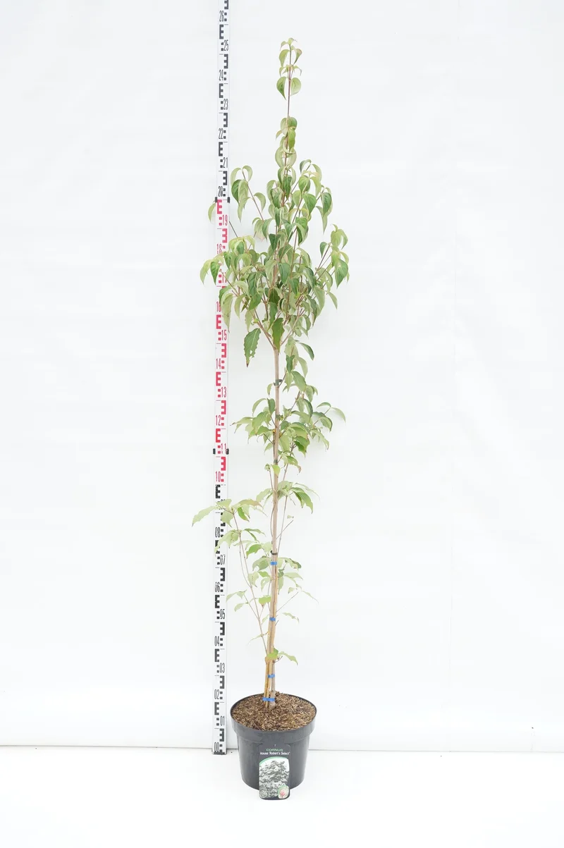 Cornus kousa 'Robert's Selectie' C12 (12 liters kruka) 125-150 cm