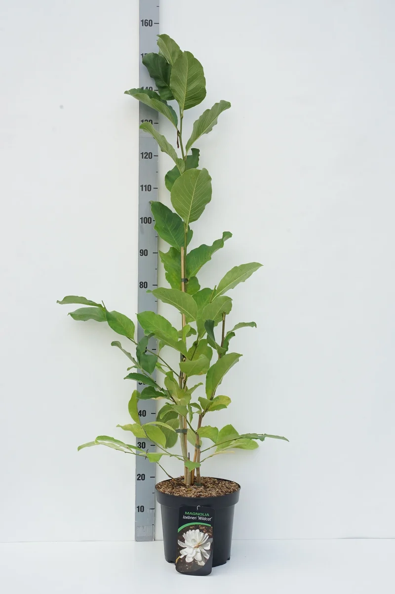 Magnolia loebneri 'Wildcat' C7,5 (7,5 liters kruka) 80-100 cm