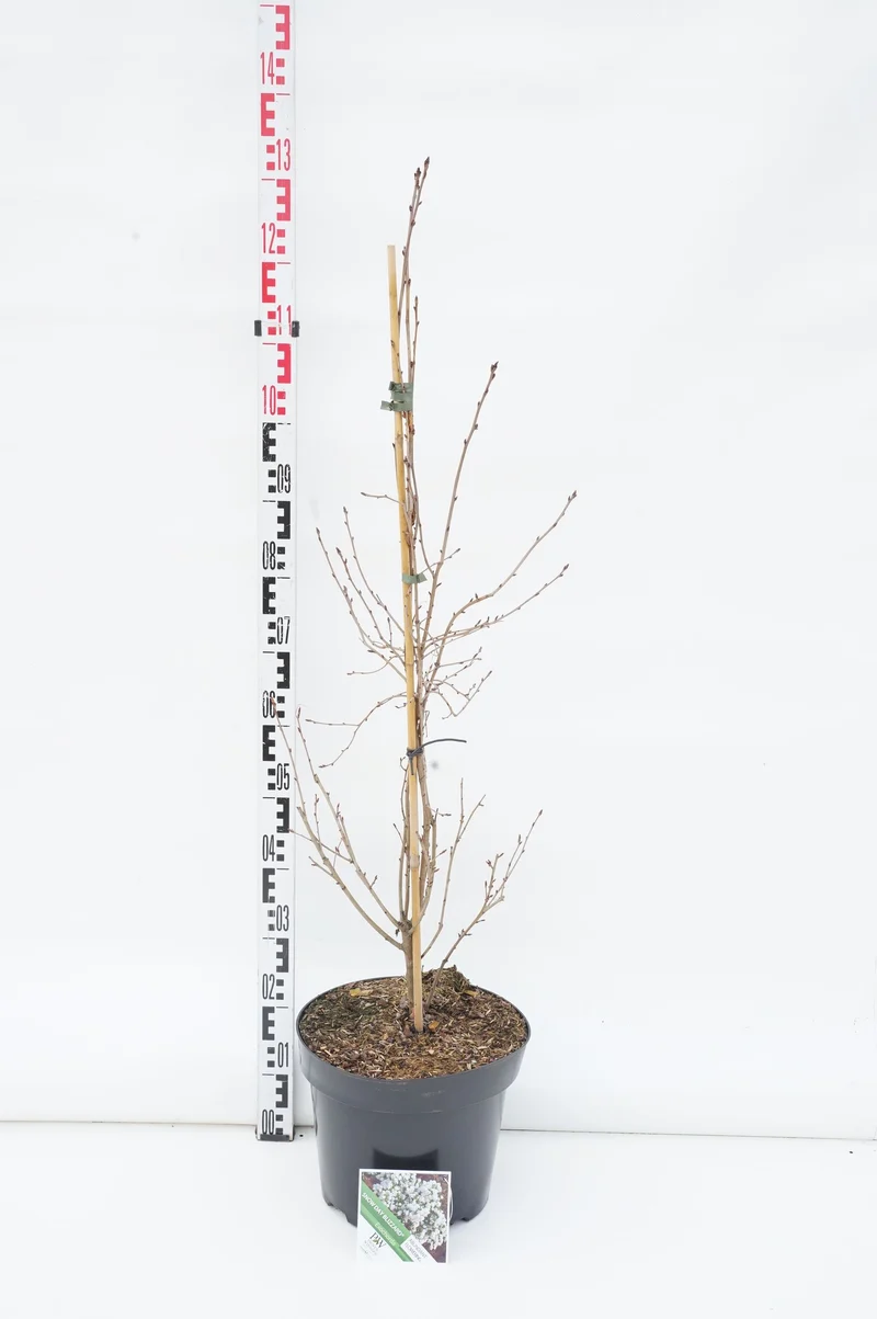 Exochorda 'Snowday Blizzard' C12 (12 liters kruka) 80-100 cm