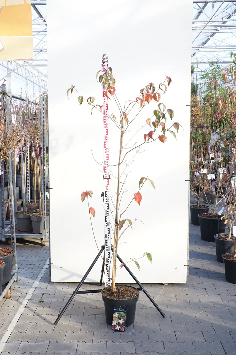 Cornus kousa 'Cappuccino' C12 (12 liters kruka) 125-150 cm
