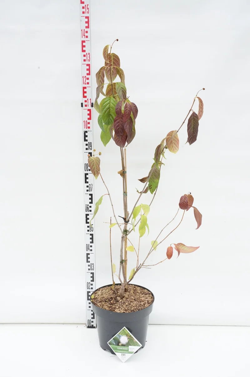 Cephalanthus o. 'Sugar Shack' C12 (12 liters kruka) 80-100 cm