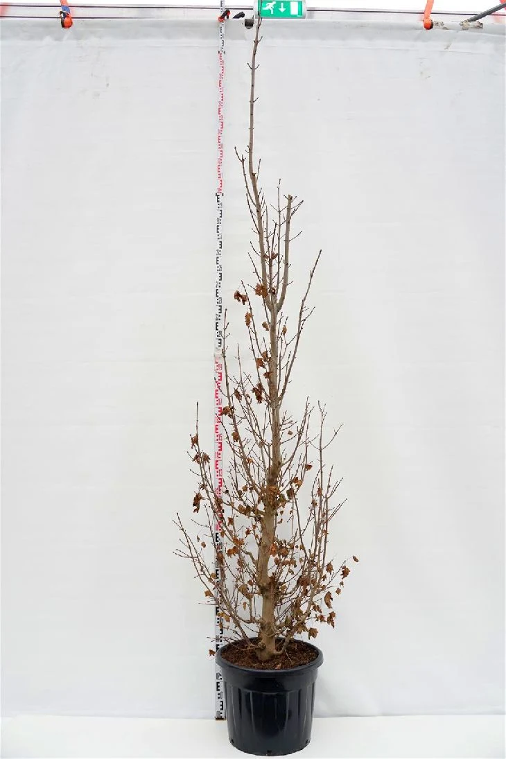 Acer plat. 'Crimson Sentry' C70 (70 liters kruka) 250-300 cm