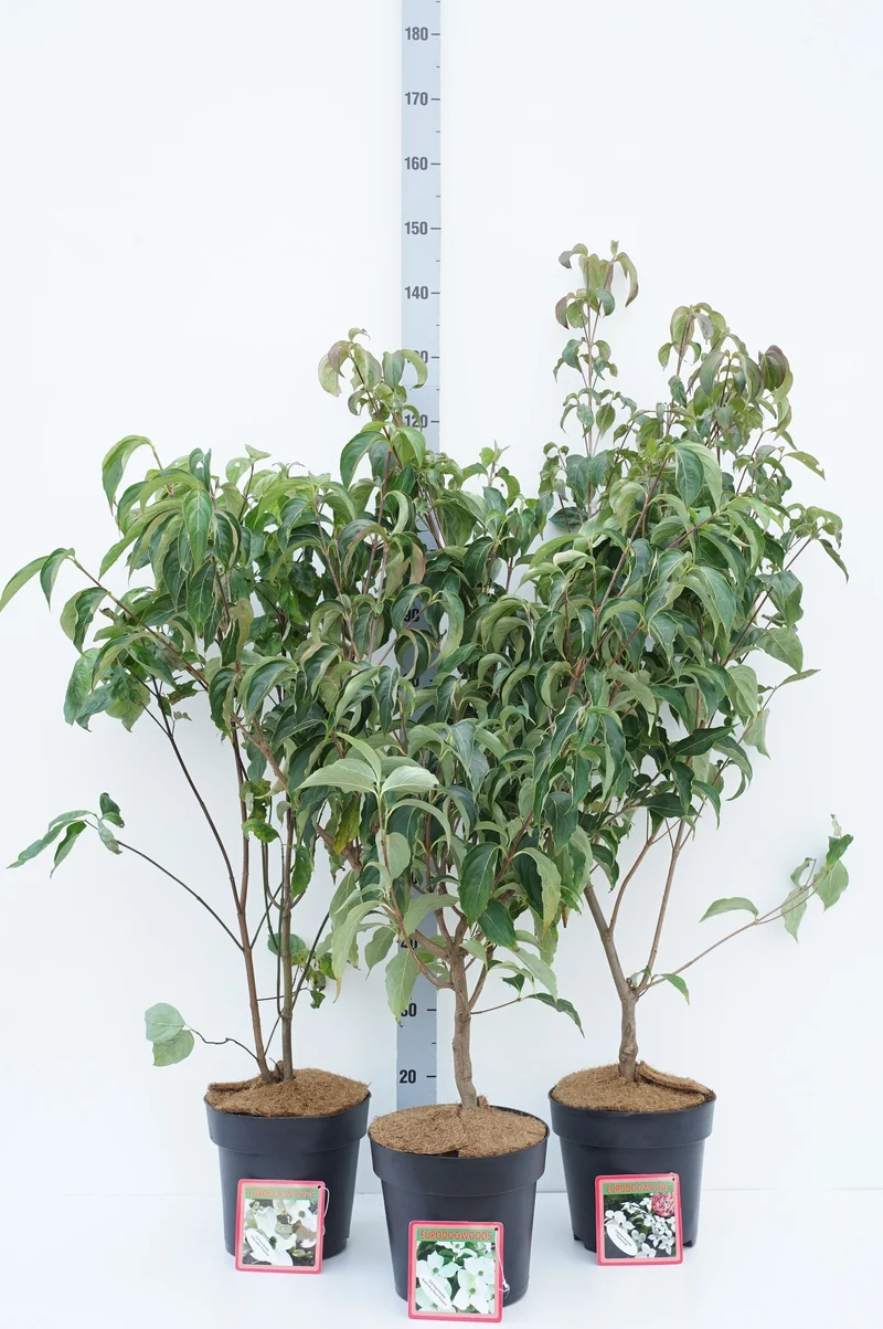 Klätterväxter i sorter C5 (5 liters kruka) 215 cm