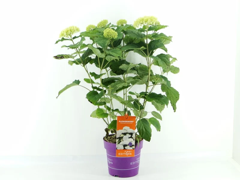 Hydrangea arb. 'FlowerWOW'® C3 (3 liters kruka)