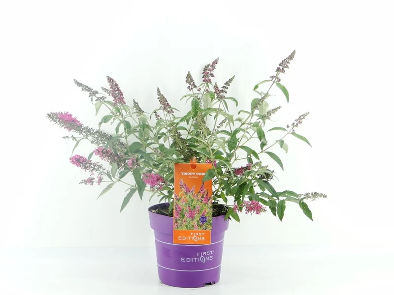 Buddleja davidii 'Trippy Pink'® C3 (3 liters kruka)