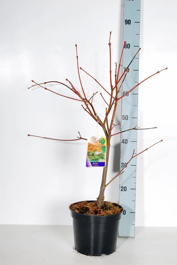 Acer jap. 'Aconitifolium' C4 (4 liters kruka) 30-40 cm