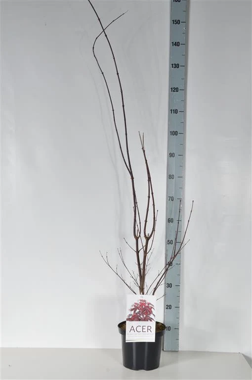 Acer palmatum 'Skeeter's Broom' C5 (5 liters kruka) 50-60 cm