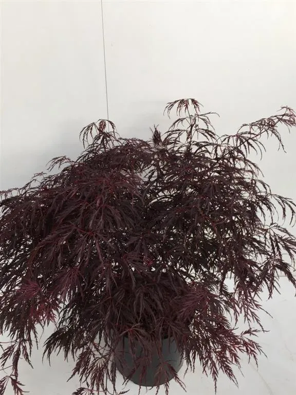 Acer palmatum 'Inaba-shidare' C10 (10 liters kruka) 60+ cm