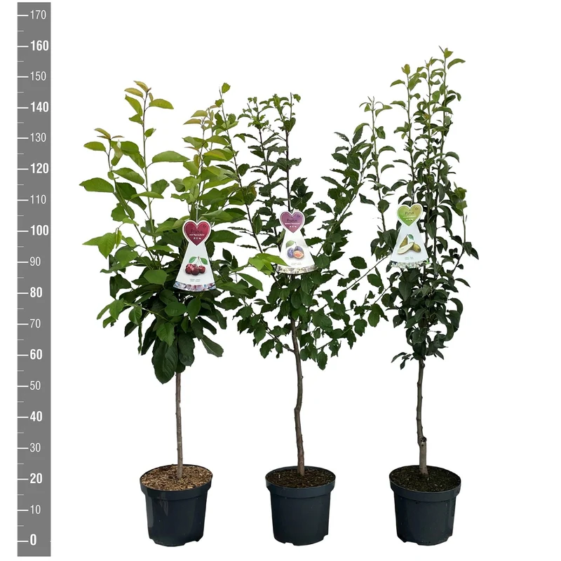 Ribes i sorter uppstammad 60 cm C5 (5 liters kruka) / 23 cm kruka