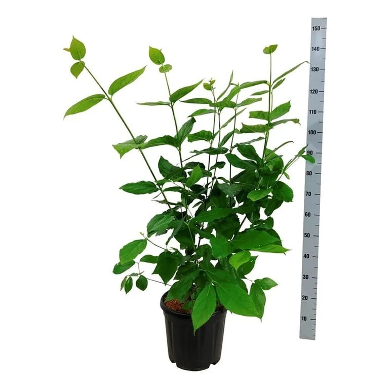 Calycanthus flor. 'Aphrodite' C15 (15 liters kruka) 100-125 cm