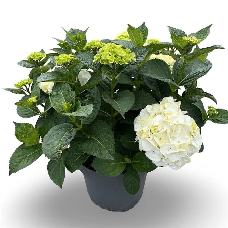 Hydrangea macrophylla (vit) C12 (12 liters kruka) 40-60 cm
