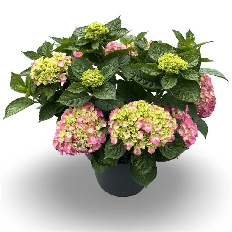 Hydrangea m. (rosa) C12 (12 liters kruka) 40-60 cm