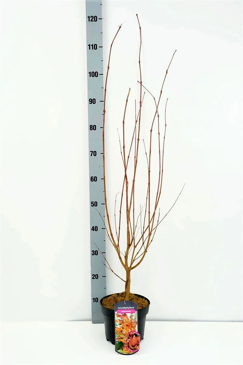 Cercidiphyllum japonicum 60-80 cm, C3 (3 liters kruka)