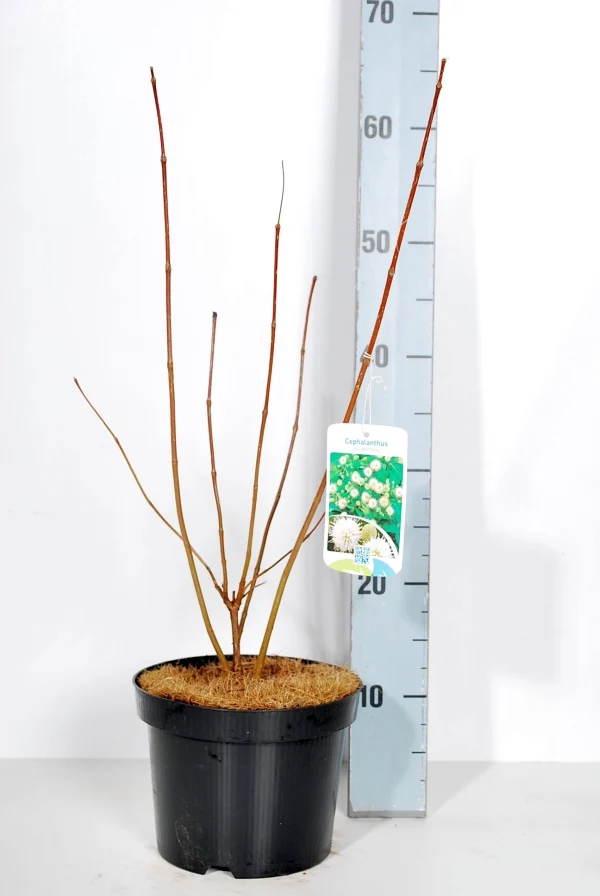 Cephalanthus occidentalis C3 (3 liters kruka) 30-40 cm