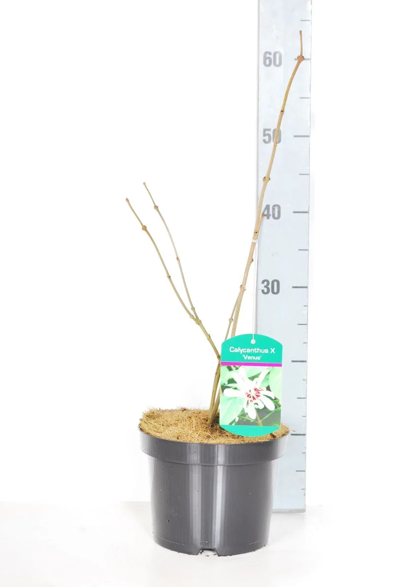 Calycanthus 'Venus' C3 (3 liters kruka) 30-40 cm