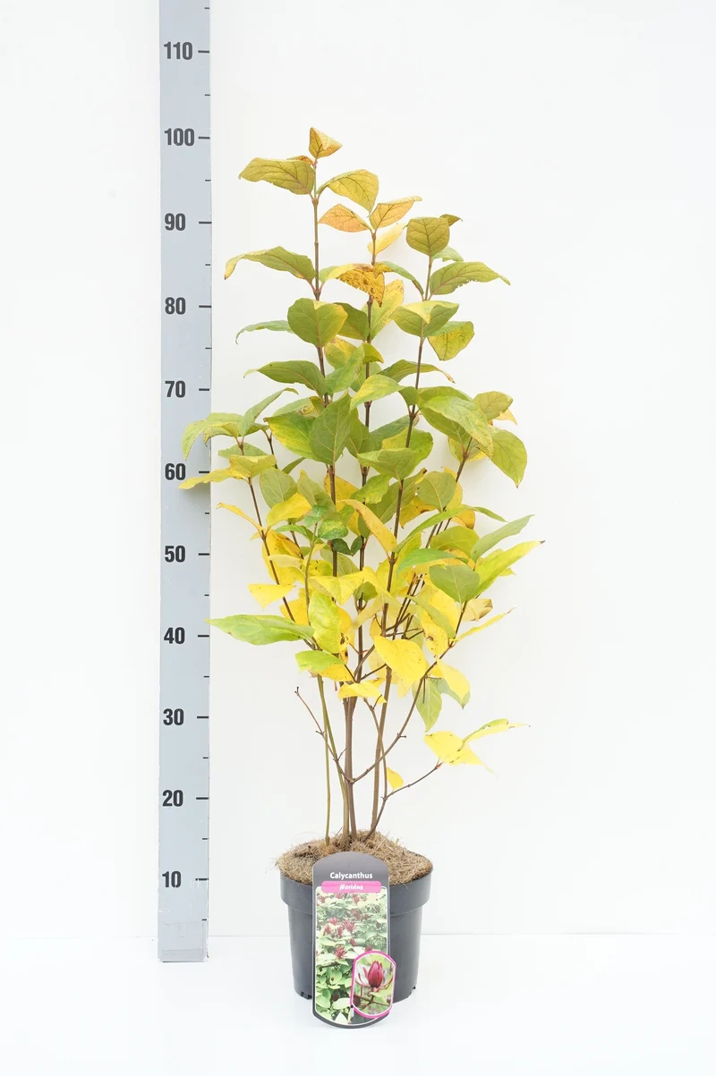 Calycanthus floridus C3 (3 liters kruka) 40-60 cm